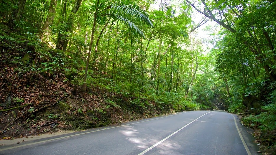 Ocho Rios Highlight-Fern Gully